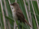 Reed Warbler